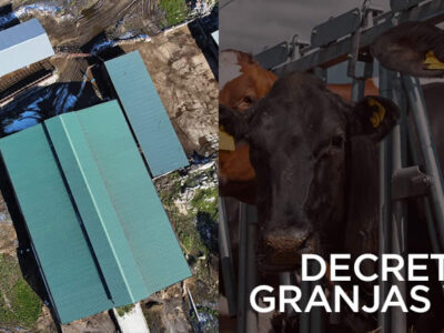 Vacas lecheras y granja