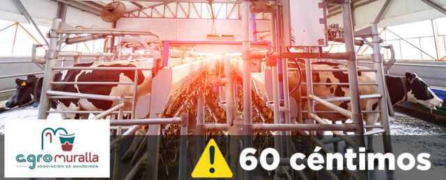 Vacas frisona en ordeño