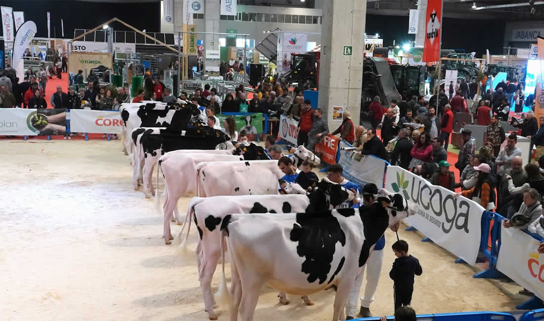 Vacas lecheras frisona en concurso