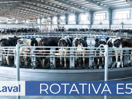 Sala de ordeño rotativa Delaval E500 con vacas frisonas