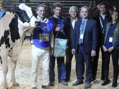Vaca Gran Campeona Frisona Silleda 2023