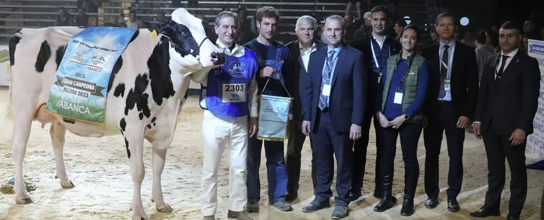 Vaca Gran Campeona Frisona Silleda 2023