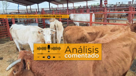 Vacas y terneros en el mercado de ganados de Salamanca