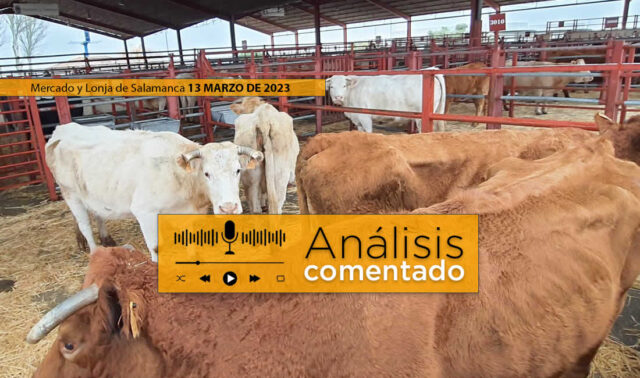 Vacas y terneros en el mercado de ganados de Salamanca