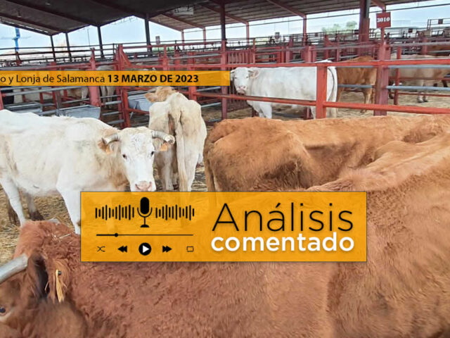 Vacas y terneros en el mercado de ganados de Salamanca