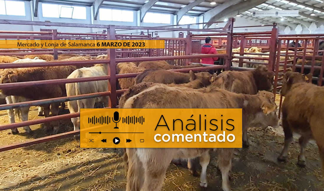 Análisis de la lonja de Salamanca 6 de marzo - Vacuno de élite | Pasión