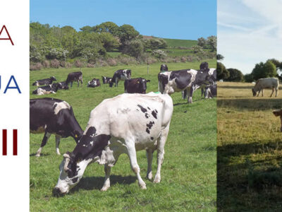 Vacas de leche y vacas de carne en el campo