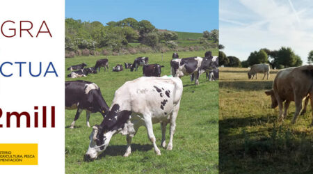 Vacas de leche y vacas de carne en el campo