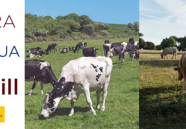 Vacas de leche y vacas de carne en el campo