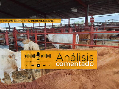 Vacas y terneros en el mercado de Salamanca