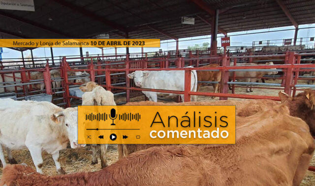 Vacas y terneros en el mercado de Salamanca