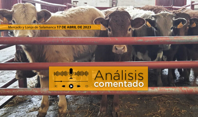 Terneros en mercado de Salamanca