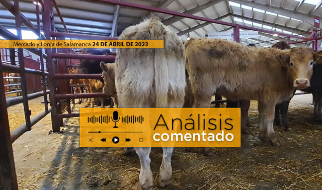Terneros en el mercado de Salamanca