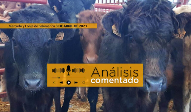 Terneros en el mercado de Salamanca