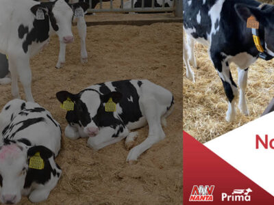 Terneras lactantes y logotipo de NANTA