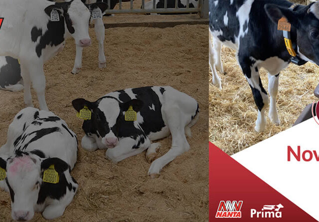 Terneras lactantes y logotipo de NANTA