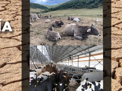 Vacas de leche y vacas de carne con billetes de euro sobre terreno sequía