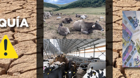Vacas de leche y vacas de carne con billetes de euro sobre terreno sequía