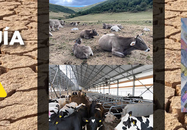 Vacas de leche y vacas de carne con billetes de euro sobre terreno sequía