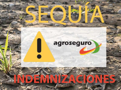 Campo agrícola dañado por la sequía