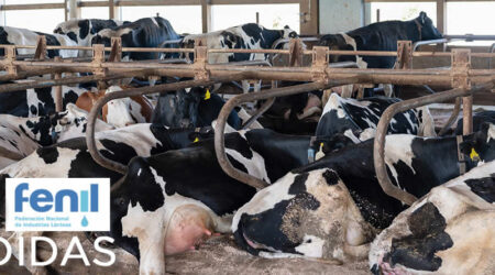 Vacas de leche Frisona Holstein tumbadas