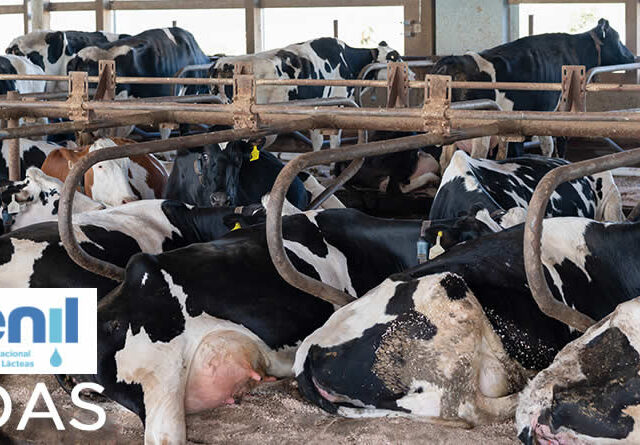 Vacas de leche Frisona Holstein tumbadas