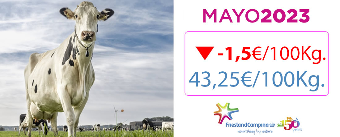 Vaca Frisona Holstein y precios de Friesland Campiña Mayo 2023