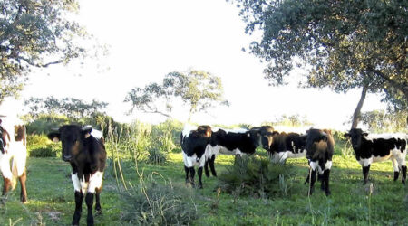 Vacas y terneros raza Berrenda en negro