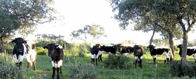 Vacas y terneros raza Berrenda en negro