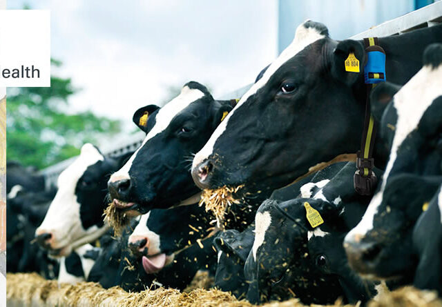 Vacas lecheras con dispositivos de monitorización Sense Hub