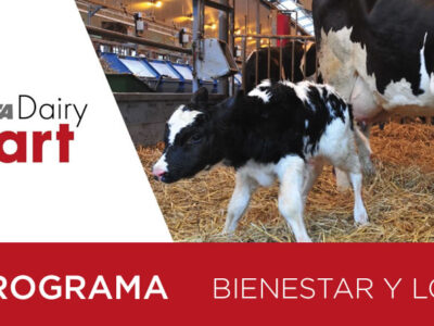 Vaca con ternero raza Frisona Holstein