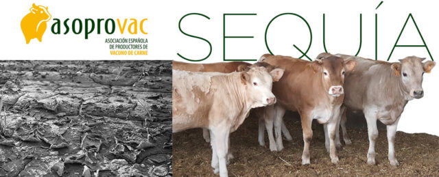 Terneros y terreno con sequía