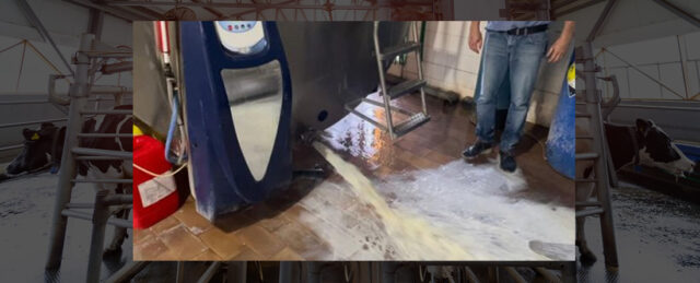 Ganadero tirando leche de vaca