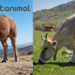 Vacas de campo con collar de Digitanimal