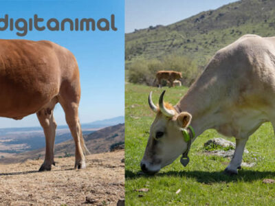 Vacas de campo con collar de Digitanimal