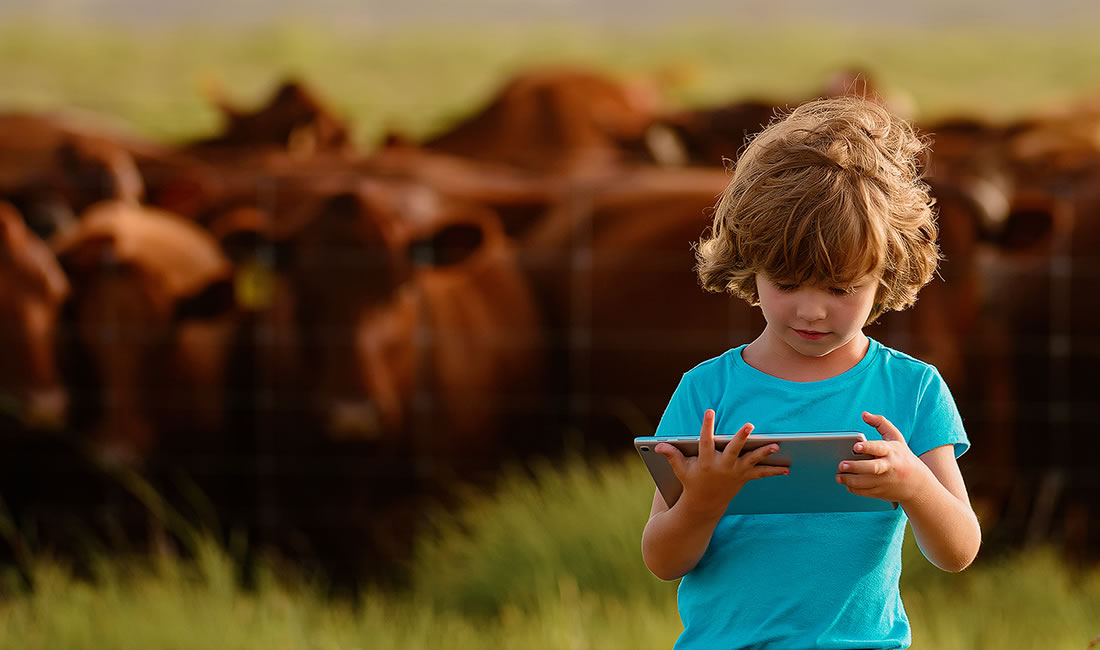 Niño con tablet y vacas de carne