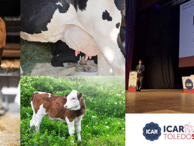 Vacas de leche y terneros de carne con logos congreso ICAR 2023