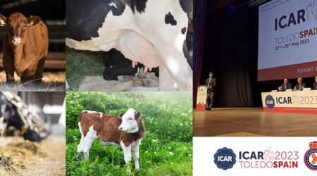 Vacas de leche y terneros de carne con logos congreso ICAR 2023