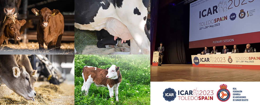 Vacas de leche y terneros de carne con logos congreso ICAR 2023