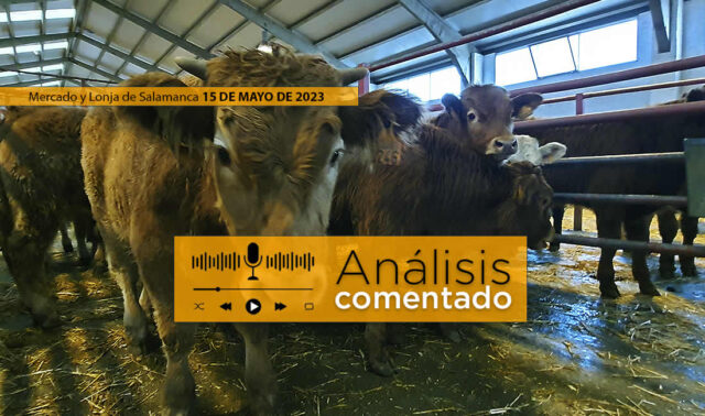 Terneros en el mercado de ganado de Salamanca