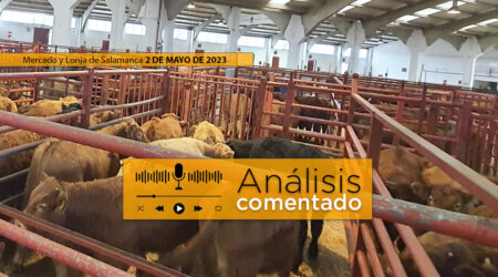 Terneros en el mercado de ganado de Salamanca