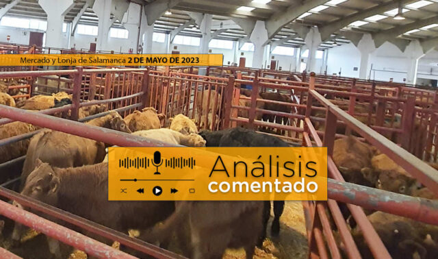 Terneros en el mercado de ganado de Salamanca