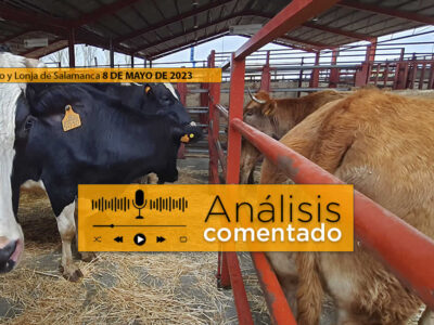 Vacas en el mercado de ganado de Salamanca
