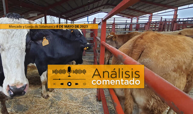 Vacas en el mercado de ganado de Salamanca