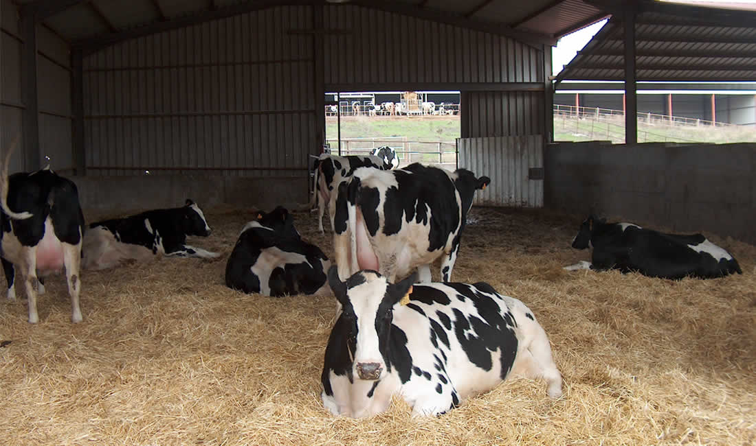 Vacas lecheras Frisona Holstein
