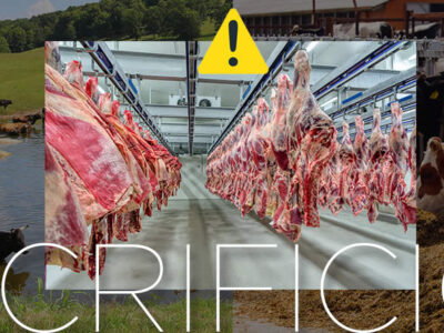 Vacas y canales de carne de vacuno en matadero