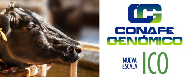Nueva escala ICO CONAFE Frisona para vacas lecheras
