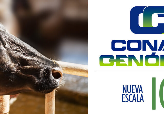 Nueva escala ICO CONAFE Frisona para vacas lecheras
