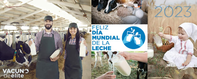 Ganaderos y niña con botellas de leche y vacas lecheras Frisona