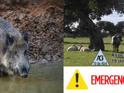 Jabalí y vacas de campo